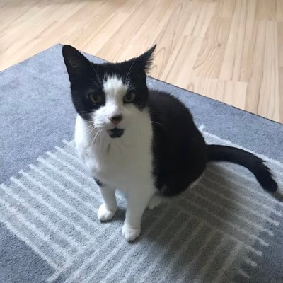 stern_schnee's profile picture. CTF beginner