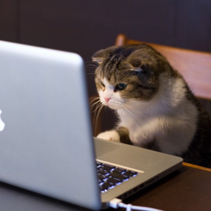 cecile_dev's profile picture. #WebDev #WomenInTech #Symfony