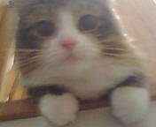 makichunchun's profile picture. 華のＪＫ１年目