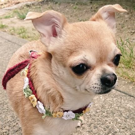 チワワたん(♀️６歳)とほのぼの暮らし🐹
エロ垢 裏アカのリスト追加は
すべて拒否します😠
ツィート見たら分かるようにエロは
求めてません❗
動物好きの人はwelcomeです🐹