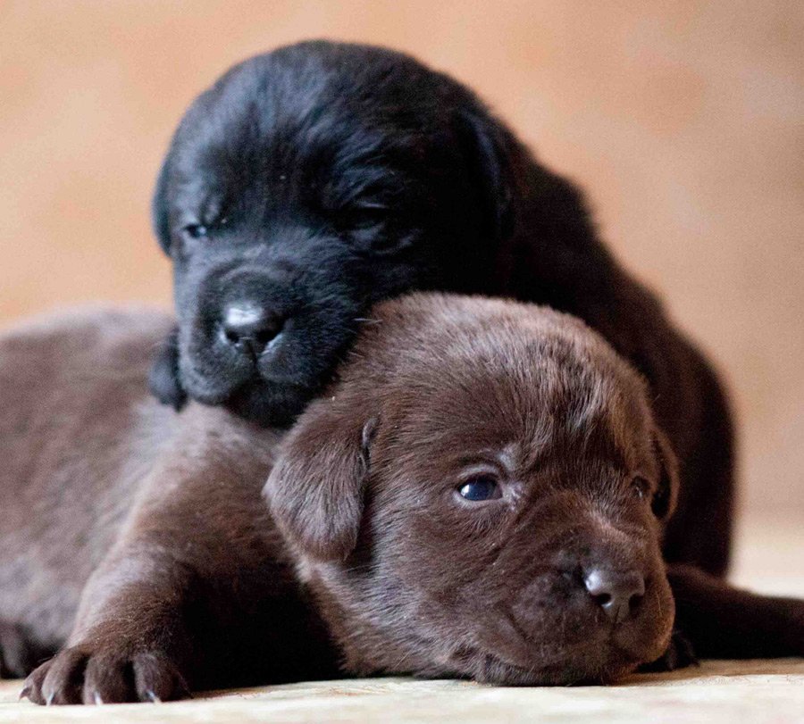 A breeder in Atlantic Canada, providing in-home, hand raised Labradors. We are also proud to be part of @canineNB - Breeders of @rosakrpfk9 and @CharlieBk9