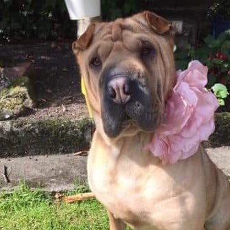 NALA - Female SHAR PEI 🐶 .. Missing since 19 March 2019 from Strathclyde Park, Motherwell, Scotland ☎️ 07527136789 📩 bringnalahome@gmail.com