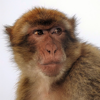 FPL Macaque ♒️⚽️Cov⚽️LFC⚽️ (@fplmacaque) 's Twitter Profile