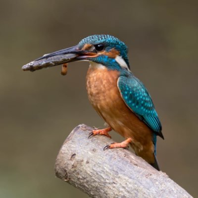 rivercolours's profile picture. 17 years old, wildlife photographer.