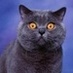 Елена Смутнева (@kotbibliofil) Twitter profile photo Елена Смутнева (@kotbibliofil) Twitter profile photo