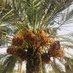KhairpurDates (@khairpurdates) Twitter profile photo KhairpurDates (@khairpurdates) Twitter profile photo