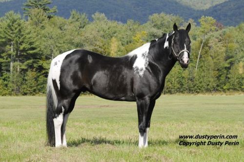 Lalobarun Ranch is located in Newbury MA and is ho  We offer Training, Lessons, Boarding, and Sales of APHA, AQHA, PtHA, Quality Horses!