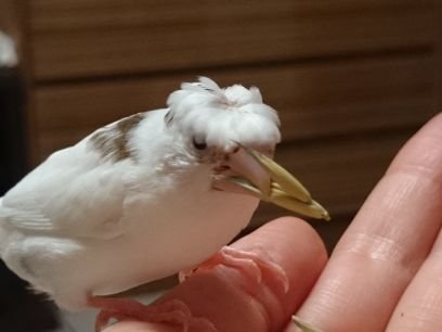 十姉妹とサザナミインコが我が家のかわい子ちゃん達です。 美味しくて、安心安全、栄養たっぷりなごはんをあげたくて、雑穀の栽培(自然農法)を始めて８年目になりました。 新鮮なもぎたての穂🌾が大好きな愛鳥達🐦 目をキラキラさせて嬉しそうに食べてくれる。 そんな姿を見て、日々幸せを感じています。