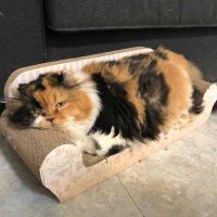 joeychen (@joeychennogg) 's Twitter Profile