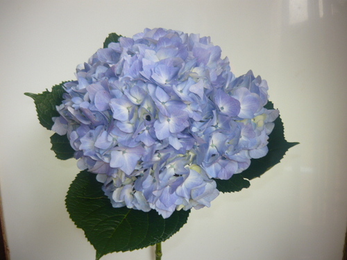 hydrangeaflower's profile picture. Cultivamos y exportamos la Hydrangeas