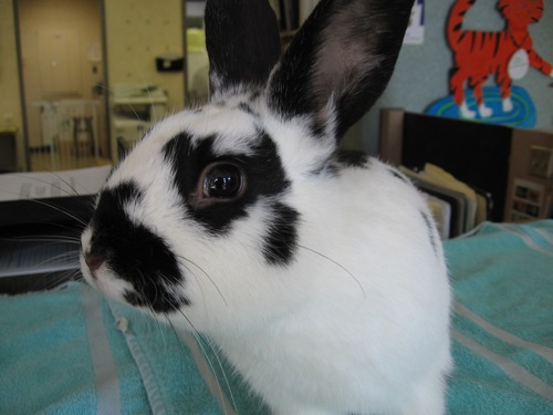 daytonrabbit's profile picture. The Dayton Area Rabbit Network works to ensure that all house rabbits live happy, healthy lives through discussion, education and volunteer work.