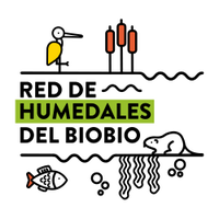 Red Humedales del Bío Bío(@humedalesbiobio) 's Twitter Profile Photo