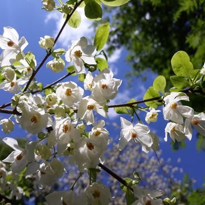 The Royal Horticultural Society's Woody Plant Committee. Views our own.