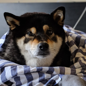 JustJetch's profile picture. NorCal Smash Player, Sora / Corrin main. Also has a Shiba Inu and a designer