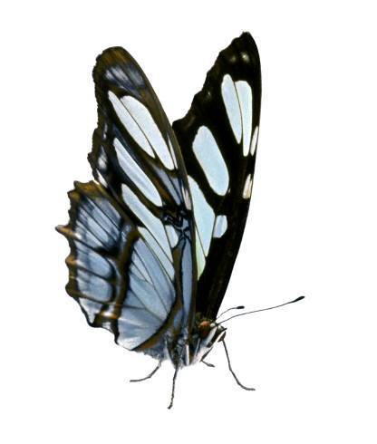 SurvivorsGuide's profile picture. An information site for Canadian survivors of sexual assault and sexual abuse