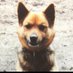 Prof.9番鉄 (@niblick9i) Twitter profile photo Prof.9番鉄 (@niblick9i) Twitter profile photo
