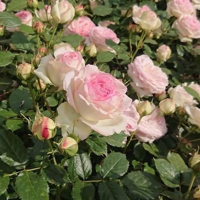 倉須七瀬さんのプロフィール画像