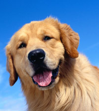 mantobranco's profile picture. 