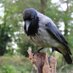 Hooded Crow (@corvuscornix) Twitter profile photo Hooded Crow (@corvuscornix) Twitter profile photo