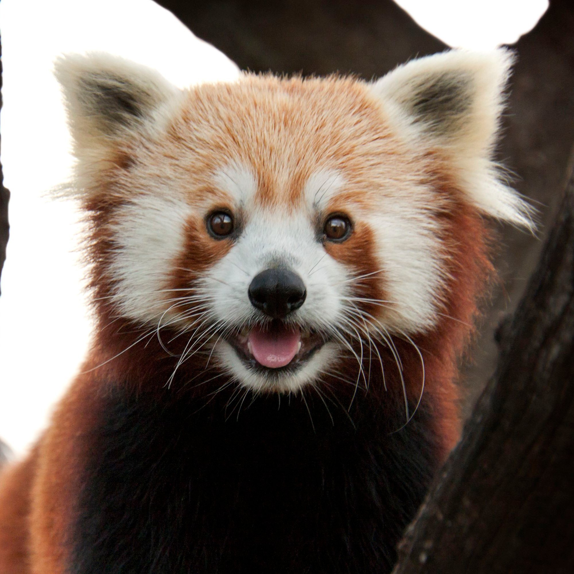 I am a red panda with a red striped tale. I live in the mountains where most of my favorite foods are at like insects, fruit and bamboo.