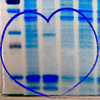 SdelciLab (@sdelcilab) 's Twitter Profile