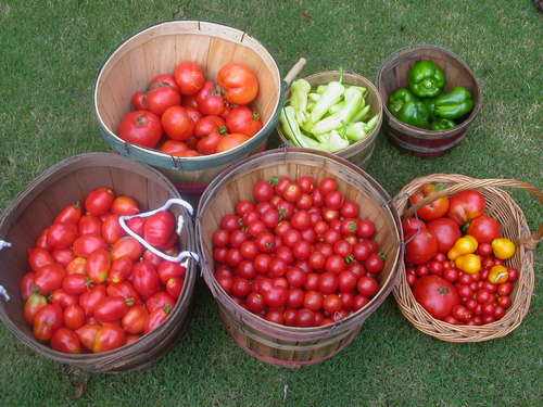 MyVegeGarden's profile picture. Organic farmer, educational consultant, Husband, Father, lover of the land given by our Creator.