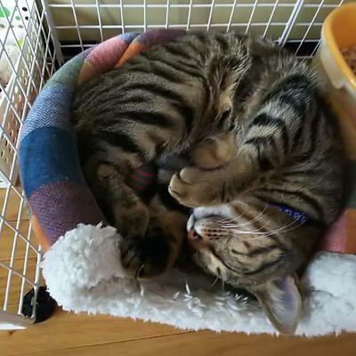 0711Saaya's profile picture. 大学生活とバイト。割りと人の縁はある方。reddio