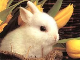 PlotBunny's profile picture. Cute and fuzzy and hopping over to give your muse a kick in the pants.