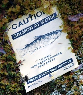 dssalmonsociety's profile picture. The Desolation Sound Salmon Enhancement Society is dedicated to the restoration of wild salmon runs to the streams of Desolation Sound.