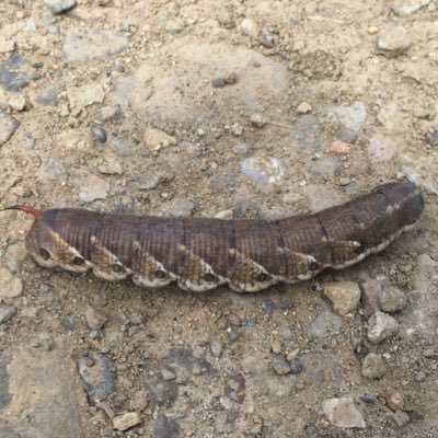 1357Aki's profile picture. 函館高専