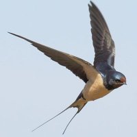 Mark Swallow (@swozza77) 's Twitter Profile