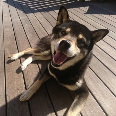 犬見つかりました 小太郎見つかりました 市内の住民の方から似た犬がいるとご連絡をもらいました 間違いなく小太郎です