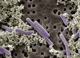 probiotica's profile picture. probióticos “organismos vivos que, quando administrados em quantidades adequadas, conferem benefício à saúde do hospedeiro