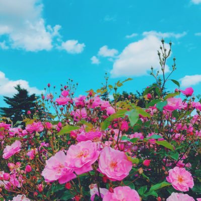 Rin__Rin5's profile picture. Webデザイン・プログラミング勉強中。ニート。情報収集のためTwitter始めました。(2019.5.21〜)