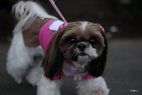 dememarui's profile picture. シーズーのアンちゃんのブログしてます。 車ずき。アンちゃんは、CATNAP卒業犬です。東京電機大学 NGスタッフ
 OBです。