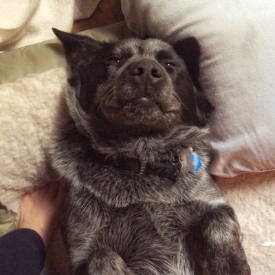 Leeroy46958736's profile picture. Love my hoomans....squirrel.... squeaky’s and FOOD... then my naps... new bro Titus