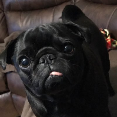 Coco_Pug Profile Picture