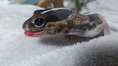 無言フォロー失礼します🙇
ニシアフリカトカゲモドキ🦎
西武ライオンズのファンでもあります！
野球のこともつぶやきたいと思います！
KingGnu大好き
常田さん📢大好き
日常💬