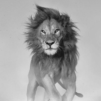 torresleyon's profile picture. 