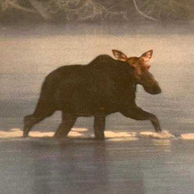 benthemoosegame's profile picture. hey...