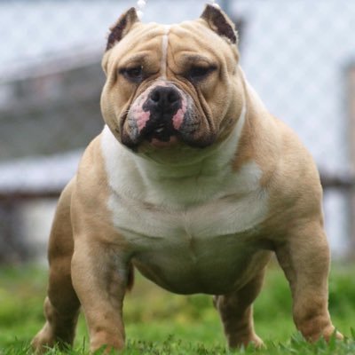 (DANIEL GUILBEAU) World traveled International #AmericanBully Breeder #Cajun Father of 6 girls GOT/ LSU sports fanatic, Adjuster #abkc #CajunBulls