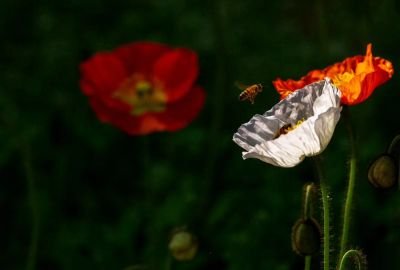 WangZong9's profile picture. 