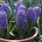 hyacinth (@hyacinth_1987)
