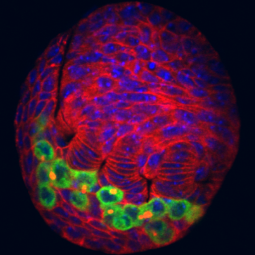 LabFKT's profile picture. Exploring the development of the germline, the ultimate ‘immortal’ cell lineage, using Drosophila melanogaster, at @GeneticsCam