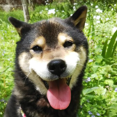 黒柴犬 熊 Yueye Q0c0p Twitter