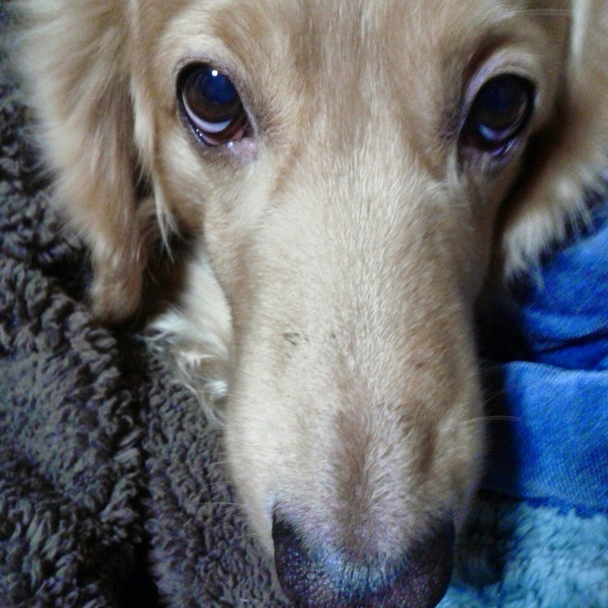soradog77778888's profile picture. 第１４惑星出身