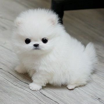 dogdog_kinspi's profile picture. わんわん。いぬだわん。スター/ヤスダ/安村先生/ツダ/マツウラ/ヨシミ 🐶