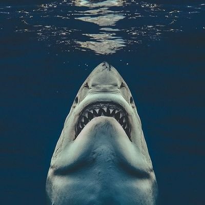zizuR09's profile picture. 