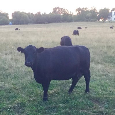 BreadPod420's profile picture. Anarcho-Podcasters @golabki_love