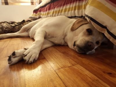 snowmachine4's profile picture. 